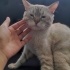 Siyam kedisi çok uysal ve sakin bir kedi fotoğraf