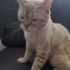 Siyam kedisi çok uysal ve sakin bir kedi fotoğraf