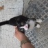2 Aylık Sevgi Dolu Smokin Kedimize Yuva Arıyoruz fotoğraf