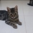 Acil yuva aranıyor fotoğraf