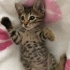 Panter ve asil yuva arıyor fotoğraf