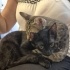 Panter ve asil yuva arıyor fotoğraf