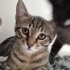 Panter ve asil yuva arıyor fotoğraf