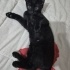 Panter ve asil yuva arıyor fotoğraf