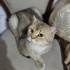 Üzüm oğlumuz yuva arıyor fotoğraf