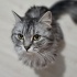 Peri kızımız yuva arıyor fotoğraf