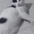 Sevecen ve Akıllı Smokin Kedimiz 2 Yaşında Erkek Kısır. fotoğraf