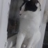 Sevecen ve Akıllı Smokin Kedimiz 2 Yaşında Erkek Kısır. fotoğraf