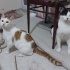 Oyuncu ve meraklı pamuk erkek kedimiz 1 Yaşında (Kısır) fotoğraf