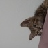 Minik Patiler Yeni Yuvanı Bekliyor! 🐱 fotoğraf