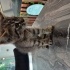 Yavru tekir kedi