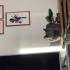 Geceye yuva arıyoruz fotoğraf