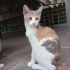 ÇOK ACİL YUVA ARIYOR fotoğraf