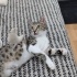 3 aylık oyuncu prenses sokağa dönmesin fotoğraf