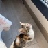 Yavru dişi kedimize kalıcı yuva arıyoruz fotoğraf