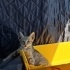Kurtarılmış / Az Engelli Yavru Kedi Ömürlük Yuva fotoğraf