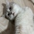 2 YAŞ CİVARI BRİTİSH ERKEK KEDİYE ACİL YUVA fotoğraf
