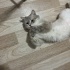 2 YAŞ CİVARI BRİTİSH ERKEK KEDİYE ACİL YUVA fotoğraf