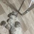 2 YAŞ CİVARI BRİTİSH ERKEK KEDİYE ACİL YUVA fotoğraf
