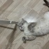 2 YAŞ CİVARI BRİTİSH ERKEK KEDİYE ACİL YUVA fotoğraf