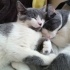 Kedi sahiplendirme 1 dişi 1 erkek fotoğraf