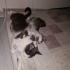 Kedi sahiplendirme 1 dişi 1 erkek fotoğraf