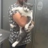 Kedi sahiplendirme 1 dişi 1 erkek fotoğraf
