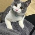 Kedi sahiplendirme 1 dişi 1 erkek fotoğraf