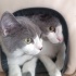 Kedi sahiplendirme 1 dişi 1 erkek fotoğraf