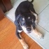 Beagle melezi çok acil yuva aranıyor fotoğraf
