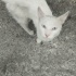 Sokağa atılmış boncuk göz fotoğraf