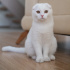 0534 216 08 72 SCOTISHFOLD, KISIR 1YAŞ OĞLUM HERKÜL (tanıtıcı msj ricasıyla) fotoğraf