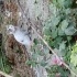 Anneci sakin oyuncu fotoğraf