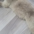 11 aylik disi scottish fold ucretsiz