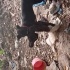 6 aylık cane corso fotoğraf
