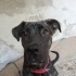 6 aylık cane corso fotoğraf