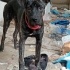 6 aylık cane corso fotoğraf