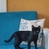 Salem fotoğraf