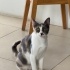 Bediş ömürlük sevgidolu yuva arıyor fotoğraf