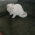 Sokağa atılmış cins  kedi  sokakta yaşayamaz