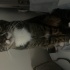 Acil sahiplendirme fotoğraf