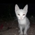 Terk edilmiş yavru fotoğraf