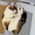 Kalp Desenli Oyuncu Kedi fotoğraf