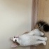 Kalp Desenli Oyuncu Kedi fotoğraf