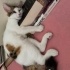Kalp Desenli Oyuncu Kedi fotoğraf