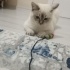 Pamuğa ve boncuğa yeni yuva arıyoruz fotoğraf