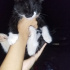 Bir avuç yavru kedi kral