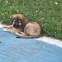 Kartal sahilde bırakılmış yavru köpek