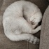 Ucretsiz british short hair Dişi kedi fotoğraf