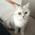 Ucretsiz british short hair Dişi kedi fotoğraf